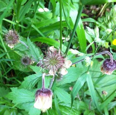 Geum rivale