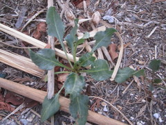 Beta vulgaris maritima