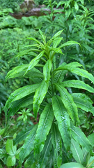 Chamaenerion angustifolium