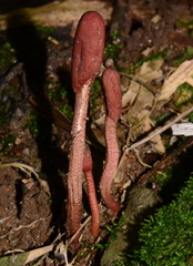 Ophiocordyceps sobolifera image