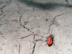 Pyrochroa serraticornis