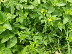 Potentilla norvegica