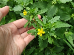 Potentilla norvegica