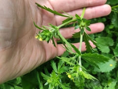 Potentilla norvegica