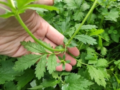 Potentilla norvegica