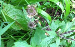 Geum rivale