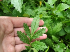 Potentilla norvegica