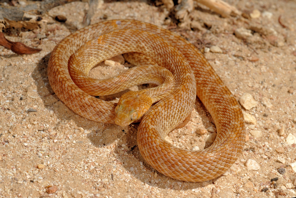 Arabian Cat Snake