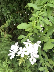 Plumbago auriculata
