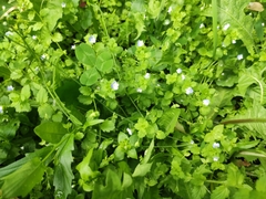 Veronica persica