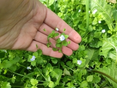 Veronica persica