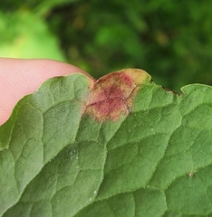 Puccinia phragmitis