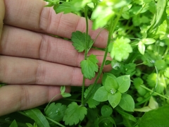Veronica persica