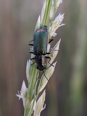 Malachius lusitanicus