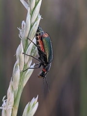 Malachius lusitanicus