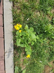 Brassiceae