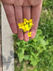 Brassiceae