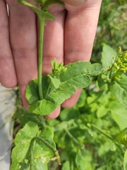 Brassiceae