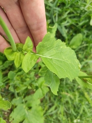 Brassiceae