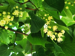 Tilia cordata