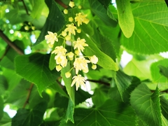 Tilia cordata