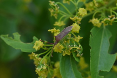 Plinachtus imitator