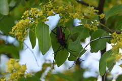 Purpuricenus kaehleri