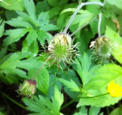 Geum rivale