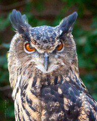 Bubo