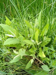 Atriplex prostrata latifolia