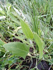 Atriplex prostrata latifolia