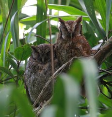 Tropical Screech-Owl photo 4