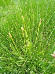 Scorzonera parviflora