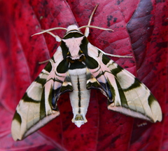 Batocnema coquerelii