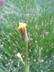 Scorzonera parviflora