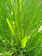 Scorzonera parviflora