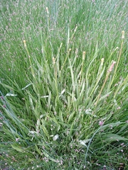 Scorzonera parviflora