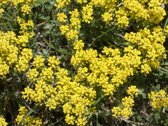 Odontarrhena argentea