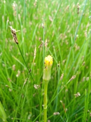 Scorzonera parviflora
