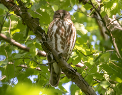 Ninox japonica