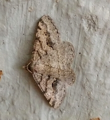 Digrammia gnophosaria