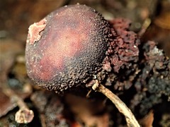 Calostoma fuscum