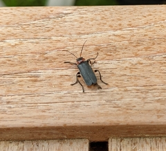 Cantharis fusca