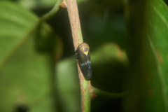Drabescus conspicuus