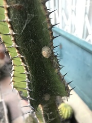 Latrodectus geometricus