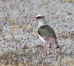 Vanellus resplendens
