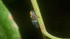 Drabescus conspicuus