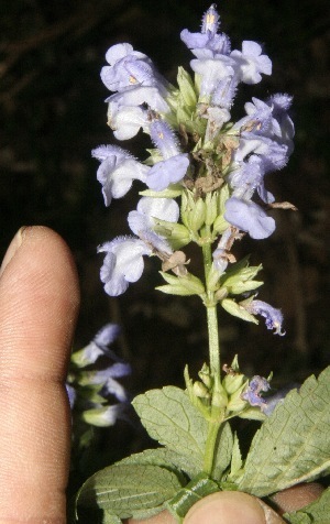 Wild Sage