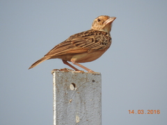 Alaudidae
