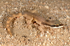 Tropiocolotes scorteccii